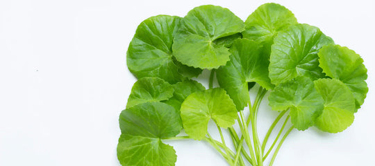 Centella Asiatica - „Pansamentul” Natural care Revoluționează Îngrijirea Tenului
